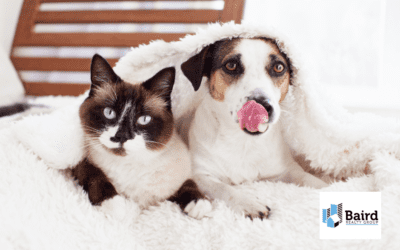 Pet-Friendly Properties – How to Find the Right Home for You and Your Furry  Friends